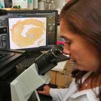 Female research looks into microscope.